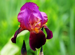 Bold And Beautiful